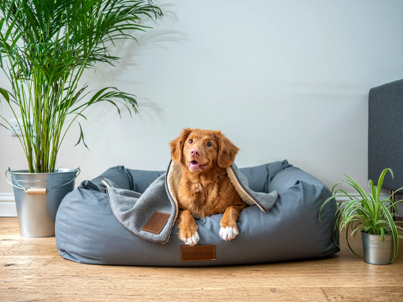 Why Some Dog Beds Disappoint After Everyday Use