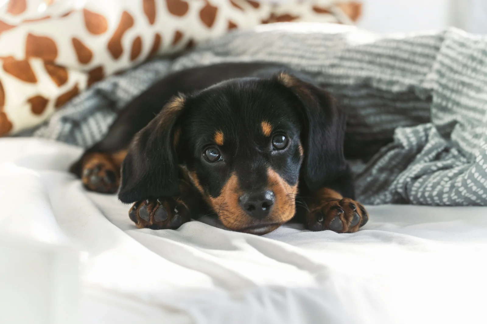 Pet Stairs and Ramps: Four Problems That Can Make Dogs Feel Unsteady