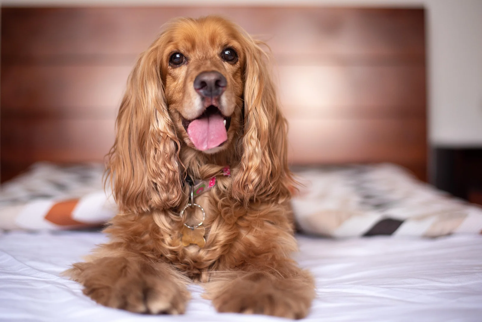 Why Washable Dog Beds and Mats Can Fail When You Actually Wash Them
