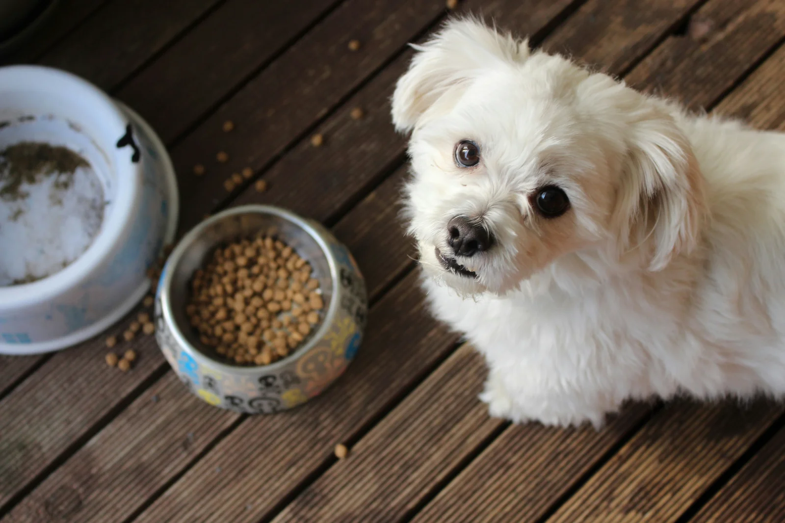 Why Dog Food Changes Can Cause Diarrhea, Gas, and Vomiting