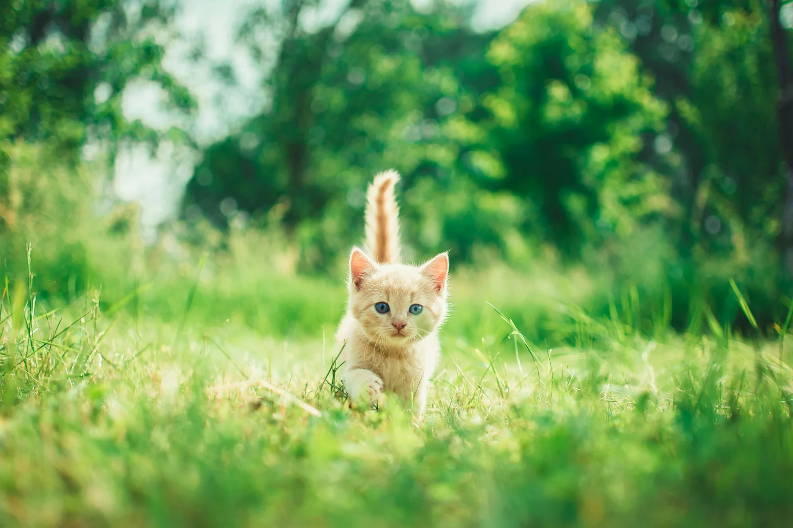 Senior Cat Joint Supplements: Signs, Dosage, and Safety Checks