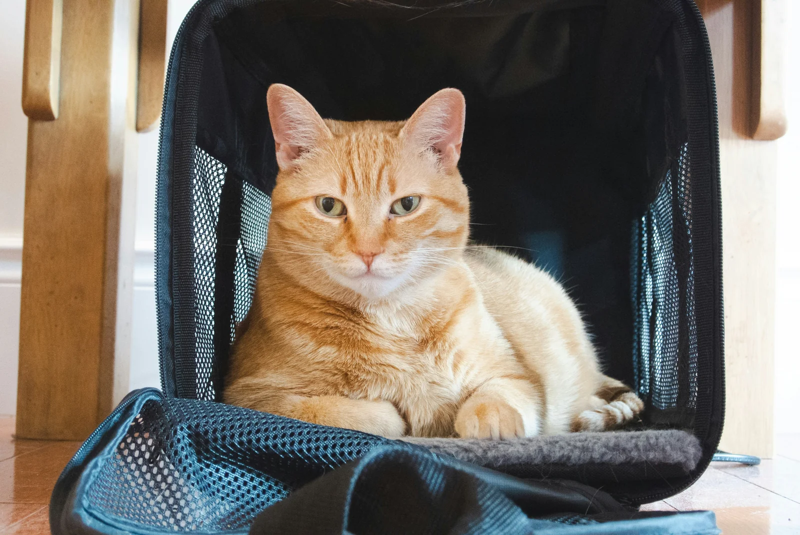 Choosing a Cat Carrier That Holds Up When Travel Gets Difficult
