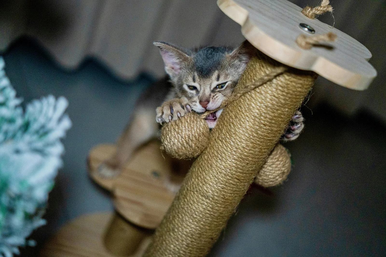 When Cat Scratch Protectors Create New Furniture Problems