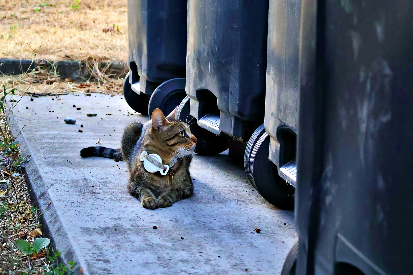 How to Choose a Cat Tracker Without Adding New Safety Problems