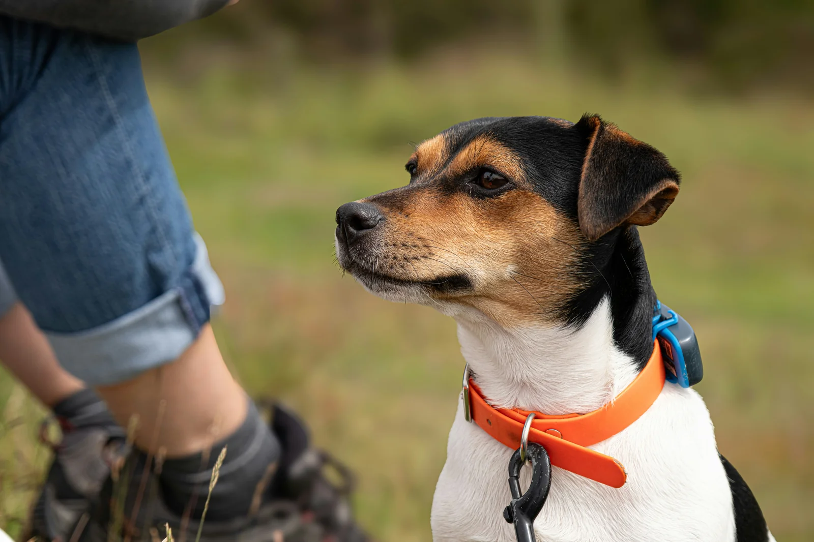 Why Dog Tracker Holders Can Fail During Everyday Use