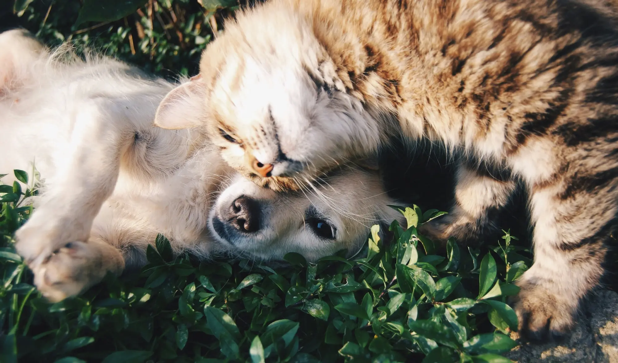 All Pets - Expert Guides & Tips
