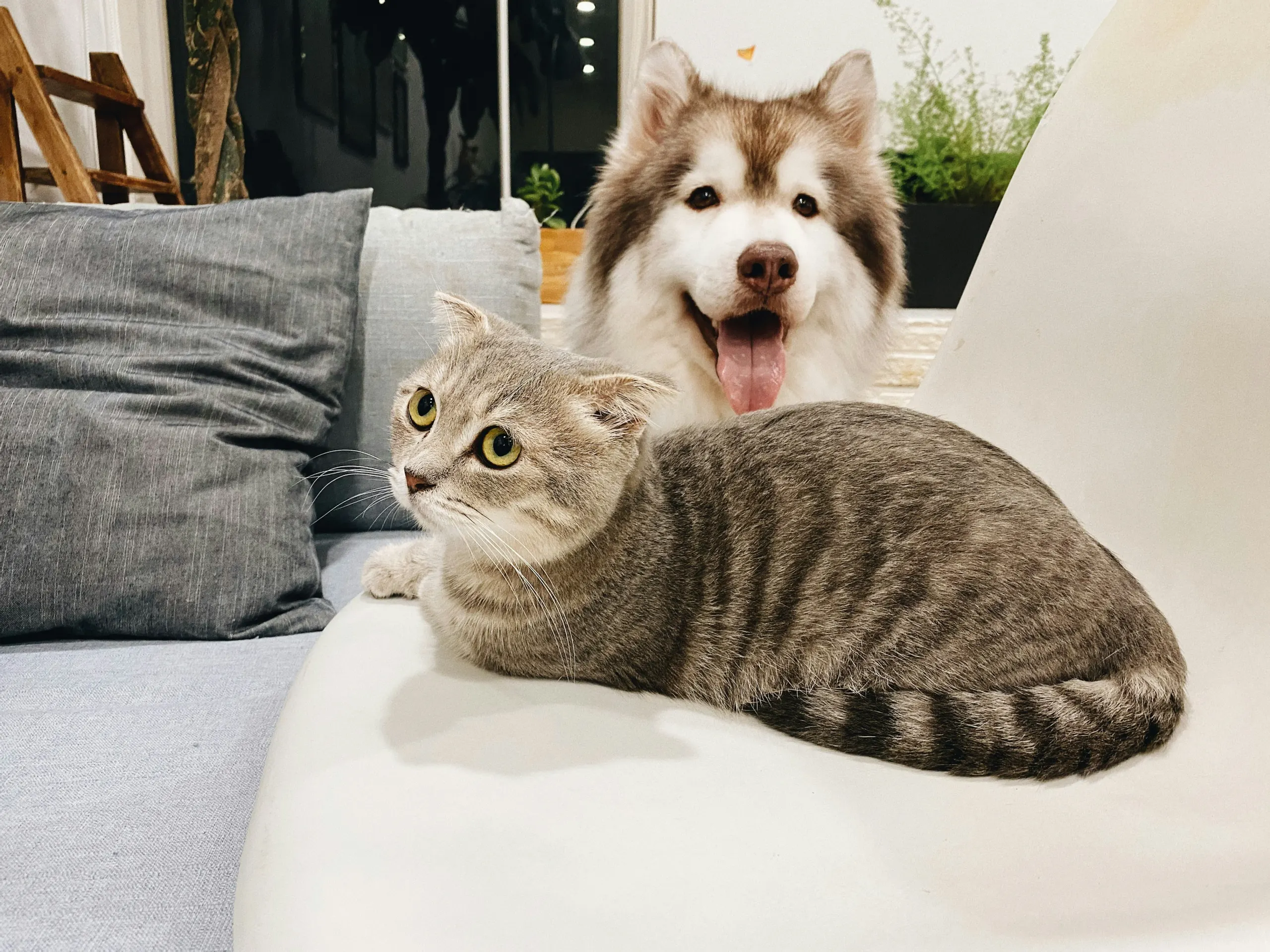 Cat World - Expert Guides & Tips