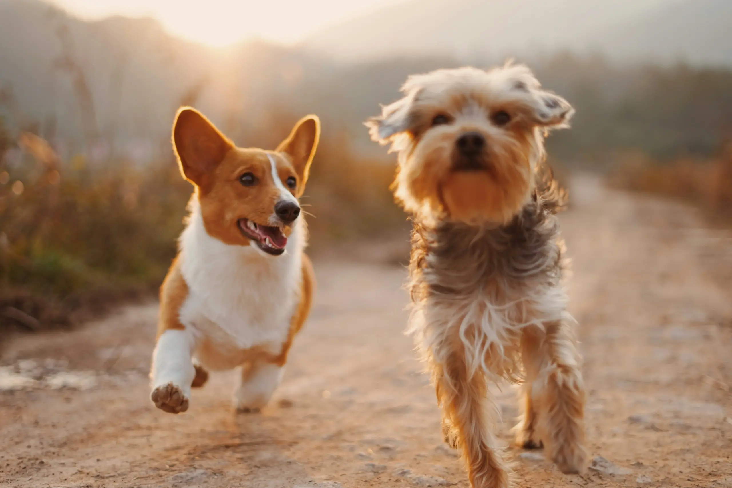 PetGoodsHome - Expert Pet Care Advice