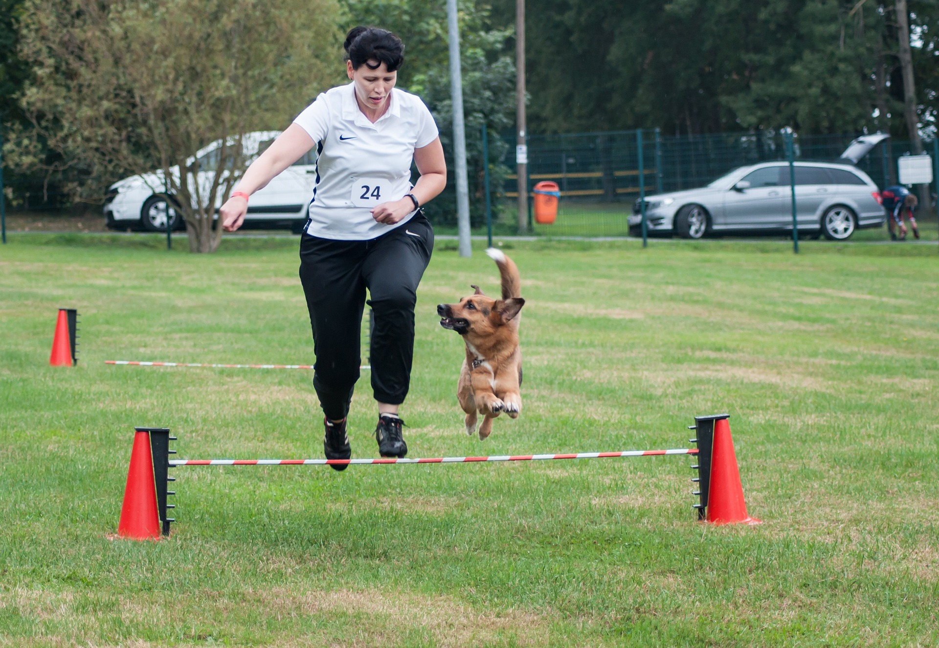 Agility dog jumping over hurdle during training