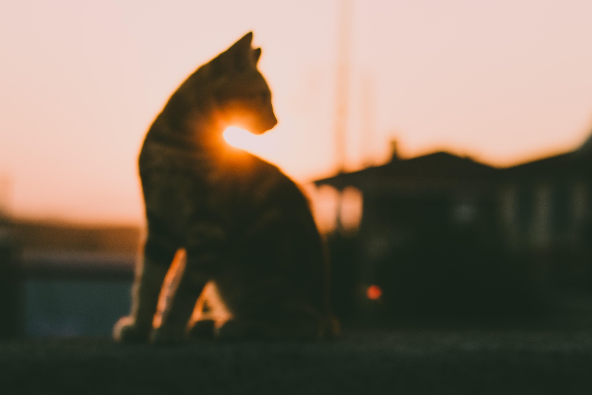 Cat silhouette during golden hour sunset