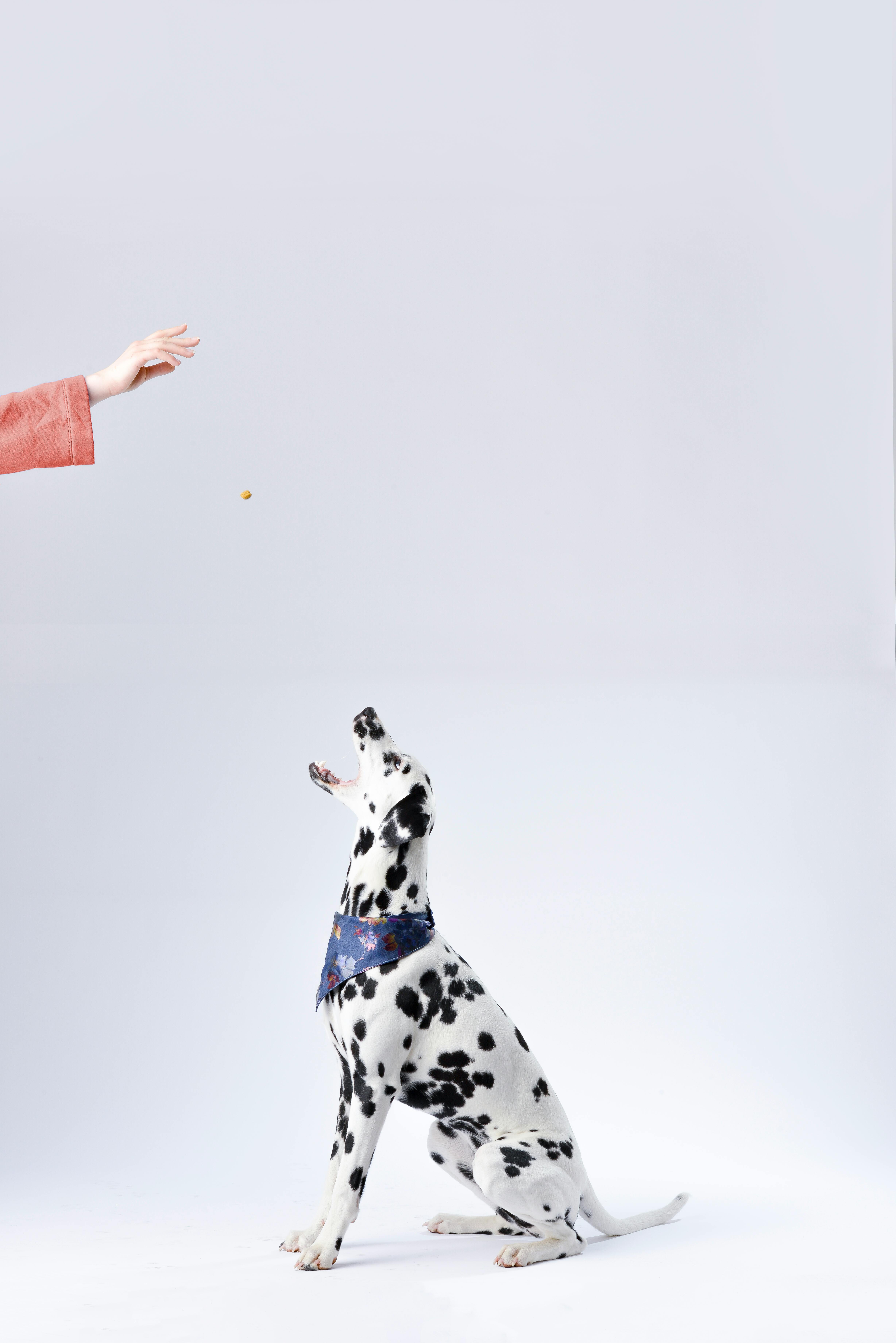 Dalmatian catching treat in studio