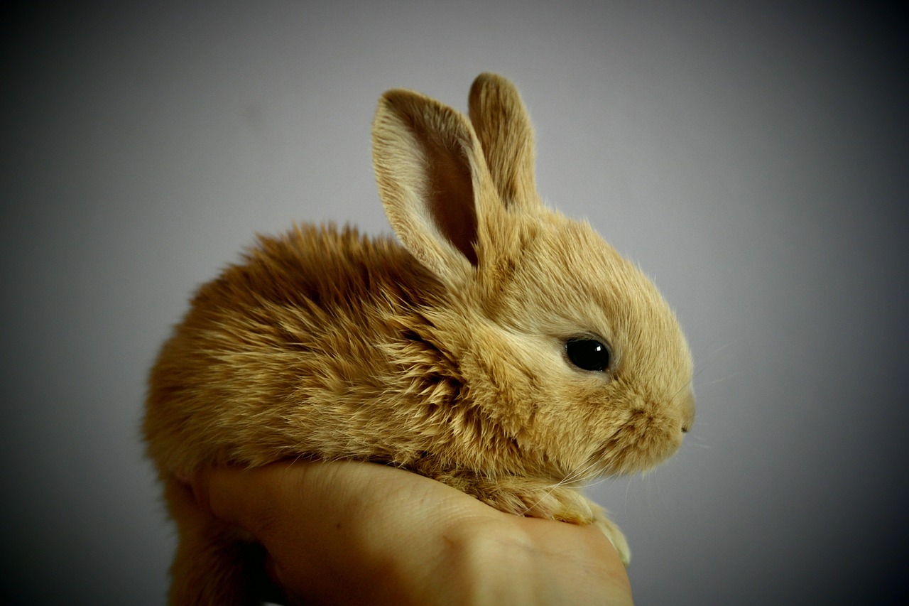 Small bunny being held gently in hands