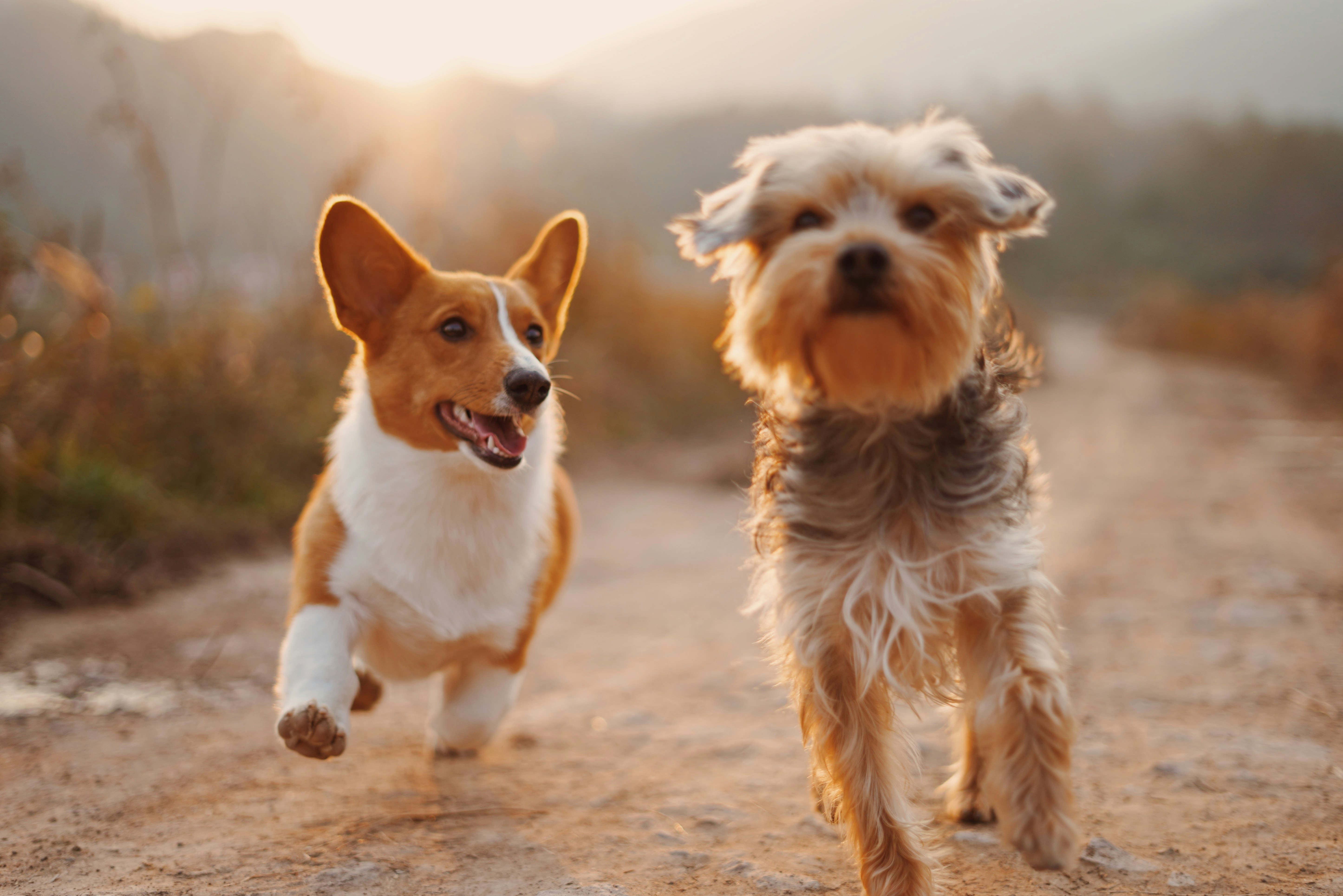 Two dogs running on outdoor trail