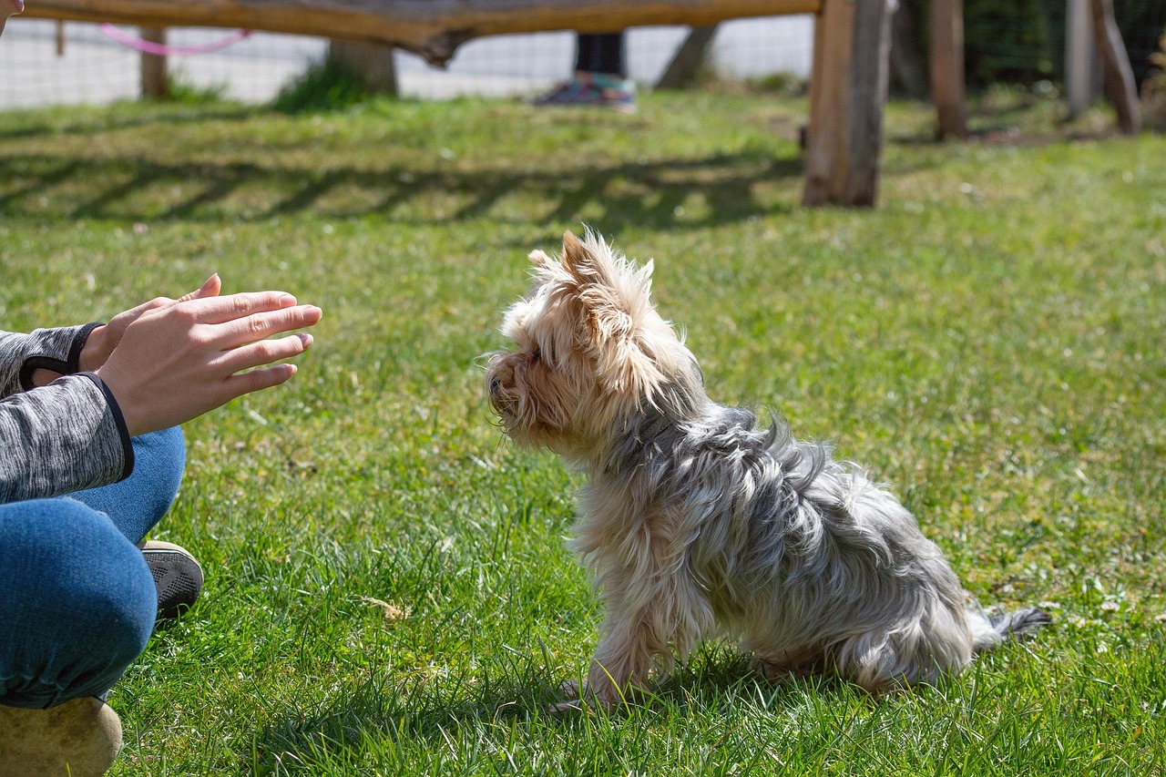 Yorkie dog during outdoor training session